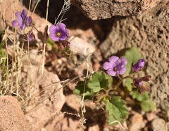 Phacelia pulchella gooddingii