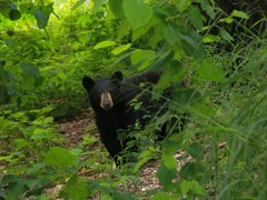 Ursus americanus eremicus