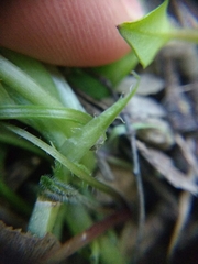 Viola suavis