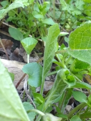 Viola suavis