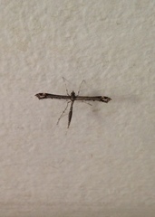 Anstenoptilia