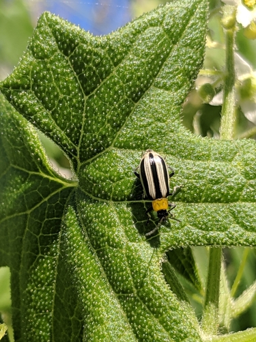 Western Striped Cucumber Beetle photo 5