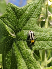 Acalymma trivittatum