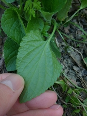 Viola suavis