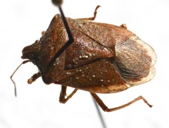 Euschistus servus euschistoides