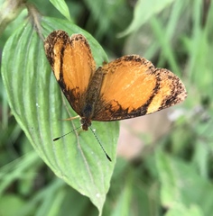 Tegosa anieta