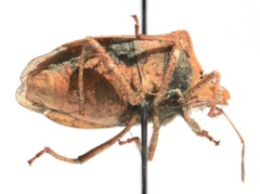 Euschistus servus euschistoides