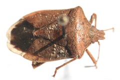Euschistus servus euschistoides