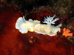 Ardeadoris egretta