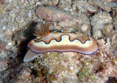 Goniobranchus coi