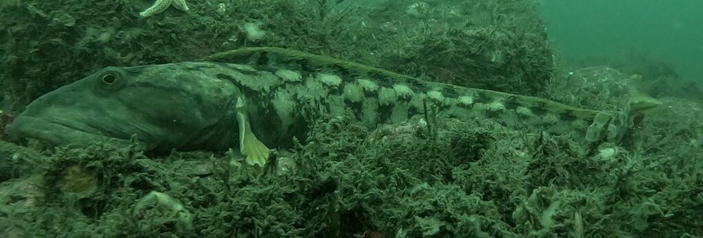 Mother-of-eels (Zoarces americanus) — Zoarcidae