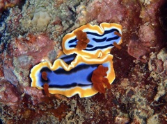 Chromodoris annae