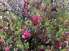 Arctostaphylos peninsularis