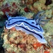 Willan's Chromodoris - Photo (c) Mike Krampf, some rights reserved (CC BY-NC), uploaded by Mike Krampf