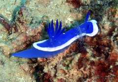Hypselodoris violacea