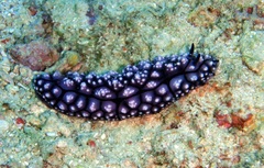 Phyllidiopsis