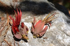 Chiranthodendron pentadactylon