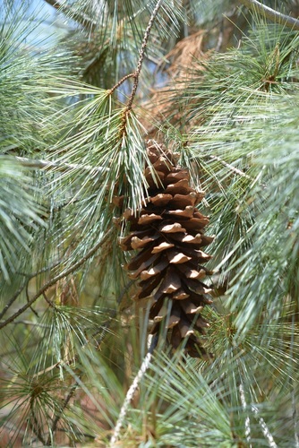 Mexican white pine (Pinus ayacahuite)