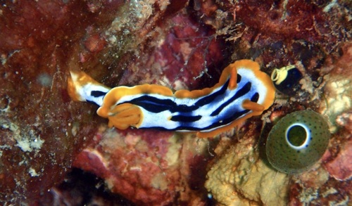 Streaked Chromodoris