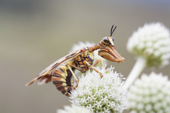 Paramantispa decorata