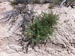 Astragalus douglasii perstrictus