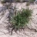 Astragalus douglasii perstrictus - Photo 由 Vince Scheidt 所上傳的 (c) Vince Scheidt，保留部份權利CC BY-NC