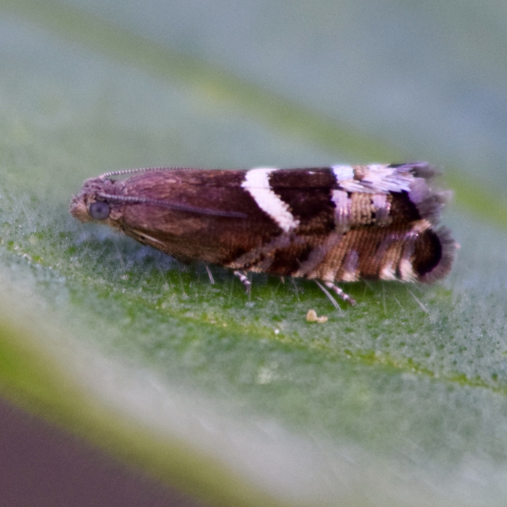 Ephippiphora lunatana