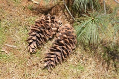Pinus ayacahuite