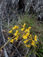 Cyrtochilum densiflorum