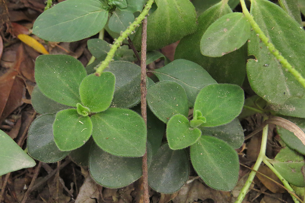 Peperomia increscens