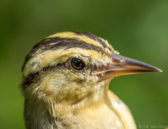 Worm-Eating Warbler photo 3