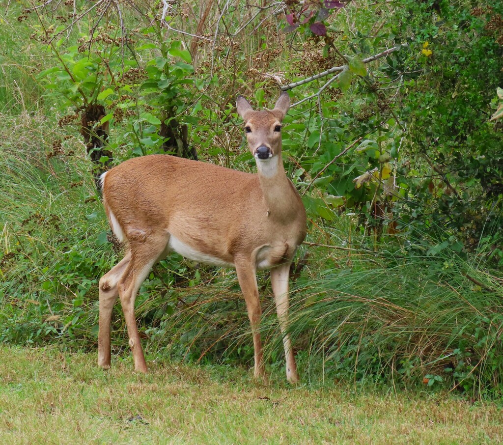 White-tailed Deer from Aransas County, TX, USA on November 30, 2023 at ...