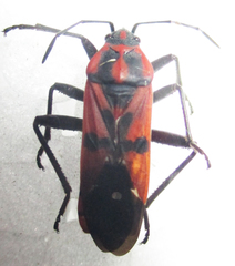 Spilostethus macilentus