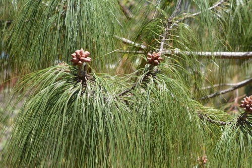 smooth-bark Mexican pine