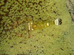 Ancylocaris brevicarpalis