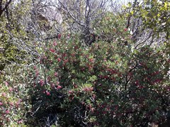 Arctostaphylos peninsularis