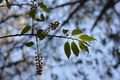 Prunus serotina capuli