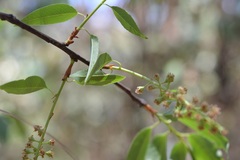 Prunus serotina capuli
