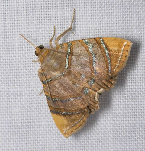 Eulepidotis flavipex