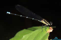 Argia oculata image