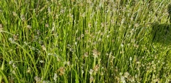 Plantago erecta