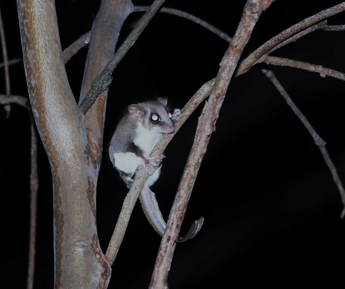 Feathertail Glider