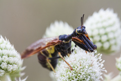 Paramantispa ambusta