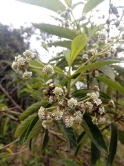 Lippia hirsuta