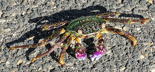 Mottled Lightfoot Crab, photo 3 of 7