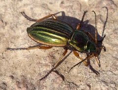 Carabus auratus