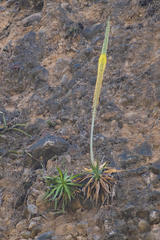 Agave garciaruizii