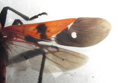 Spilostethus macilentus