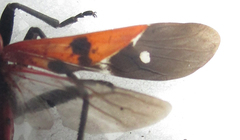 Spilostethus macilentus