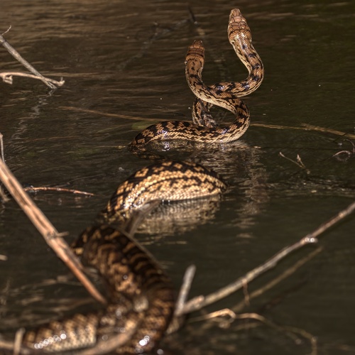 Australian Scrub Python sighting